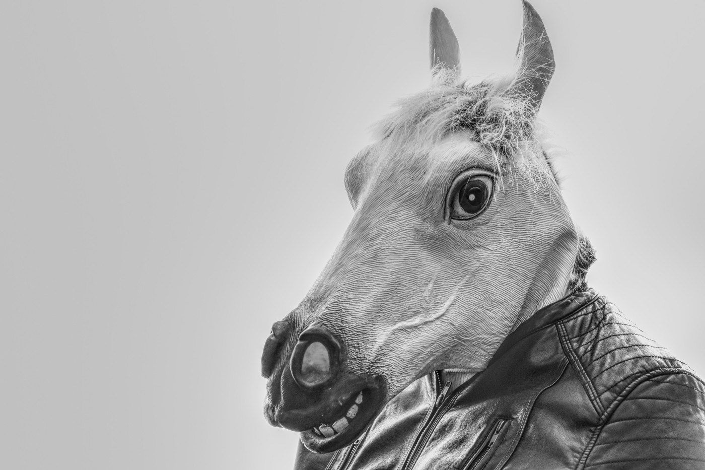 Black and white image of a white horse in a black leather jacket
